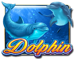 Dolphin